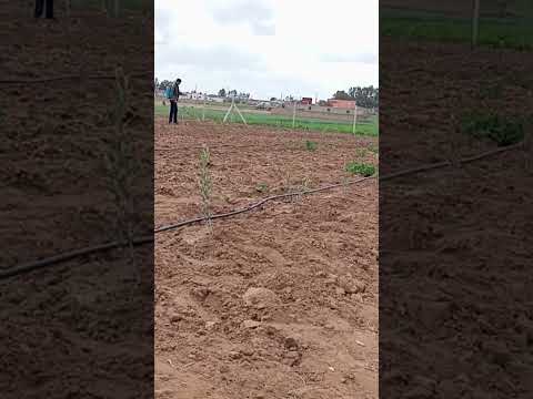 فين وصل الزيتون