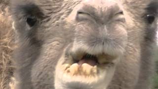 Camel @ Knowsley Safari Park by Yvonne G Witter 304 views 12 years ago 55 seconds