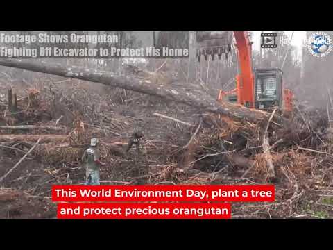 Footage Shows Orangutan Fighting Off Excavator to Protect His Home
