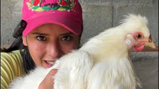 Miren Lo Que Hicieron Hoy Las Gallinas Saida Zc