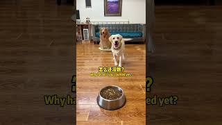 狗子：你快点数啊老登！Doggo: Hurry up and count, old man!#搞笑汪驾到#萌寵#寵物#搞笑#拉布拉多 #doglover #Labrador #labrado #dog