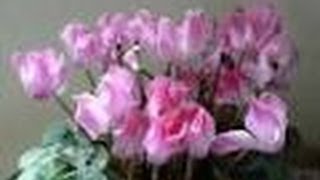 シクラメンのかほり(cyclamen no kaori)