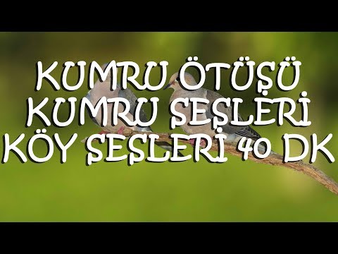 Kumru Kuşu Ötüşü, Kumru Sesi, Yusufçuk Kuşu Sesi, Kuş Sesleri, Turtle Dove Sound, Birds Sounds