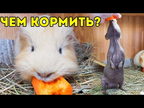 ЧЕМ КОРМИТЬ МОРСКУЮ СВИНКУ? Сочный Корм. SvinkiShow