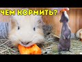 ЧЕМ КОРМИТЬ МОРСКУЮ СВИНКУ? Сочный Корм. SvinkiShow