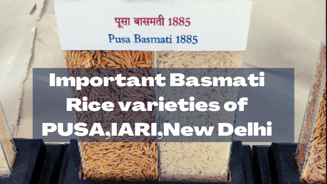 Important Basmati Rice varieties of Pusa, IARI, New Delhi - YouTube