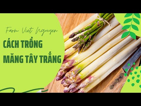 Video: Cách Trồng Măng tây Trắng: Hướng dẫn Trồng Măng tây Trắng