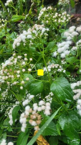 Deadly Plants: White Snakeroot