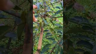 así se poda un aguacate #agricultura #huertoorganico #aguacate
