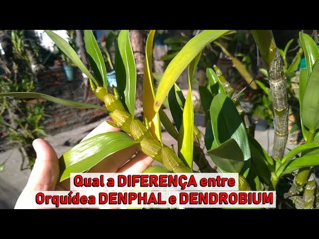 Dicas Dona Maria - Qual a DIFERENÇA entre Orquídea DENPHAL e DENDROBIUM???  - thptnganamst.edu.vn