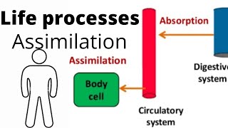 Assimilation Of Food|Class-10|Biology|Most Easy Explanation 🔥🔥