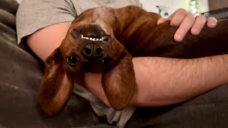 Mini dachshund enjoys a movie night