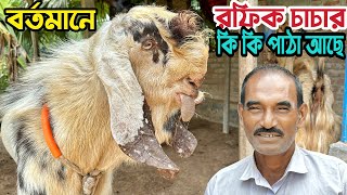 রফিক চাচার পাঠার খামারে বর্তমানে কি কি জাতের পাঠা আছে দেখুন।