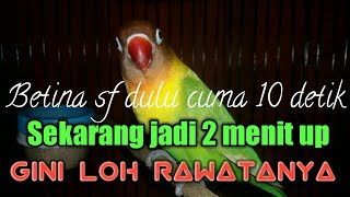 Cara menambah durasi lovebird betina sf - 10 detik jadi 2 menit up