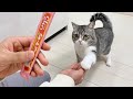 猫嫌いの弟と猫が初対面したらまさかのこうなりましたw