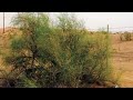 كيف يتم زراعه نبات الارطا الارطه العبل 