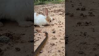 Wonderfully Animals In The World, Cute Rabbit & Family #shorts