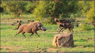 The Warthog Movie by Wildest Kruger Sightings 1,121 views 3 weeks ago 2 minutes, 1 second
