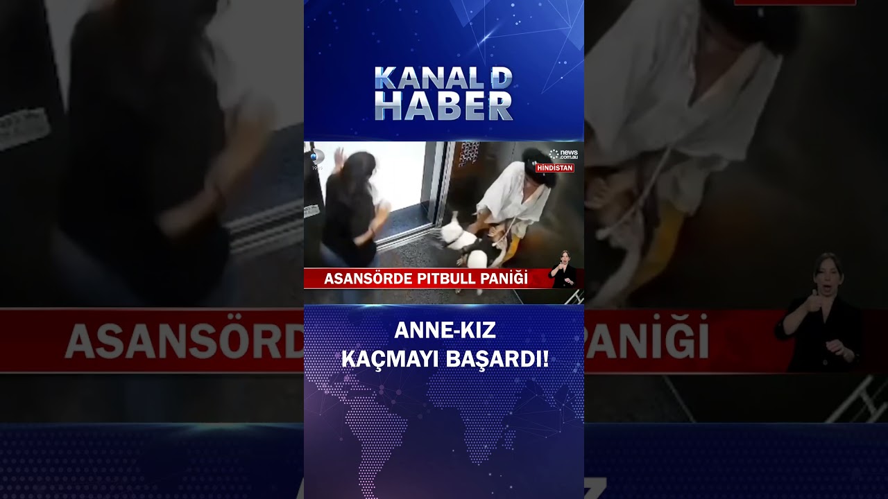 Asansörde Pitbull Paniği!