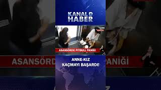 Asansörde Pitbull Paniği!