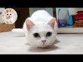 突進する白猫　A white cat rushing!