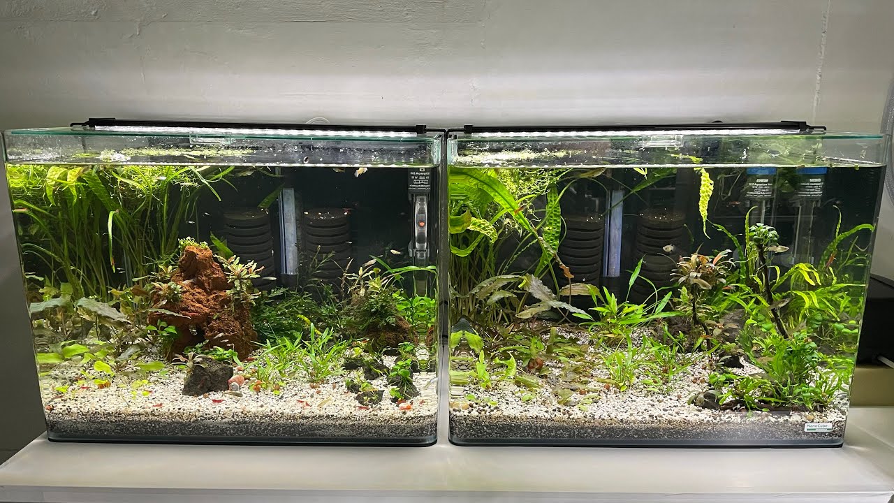 Endler Guppys und Garnelen im Farbenwechsel (fünfter Ausflug in meinen Keller)