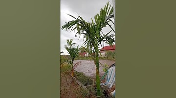 Tập 324: Đất góc ngã 3 vùng quy hoạch đẹp xã Rạng Đông – Mặt tiền 7m, vị trí đắc địa, sinh lời cao!