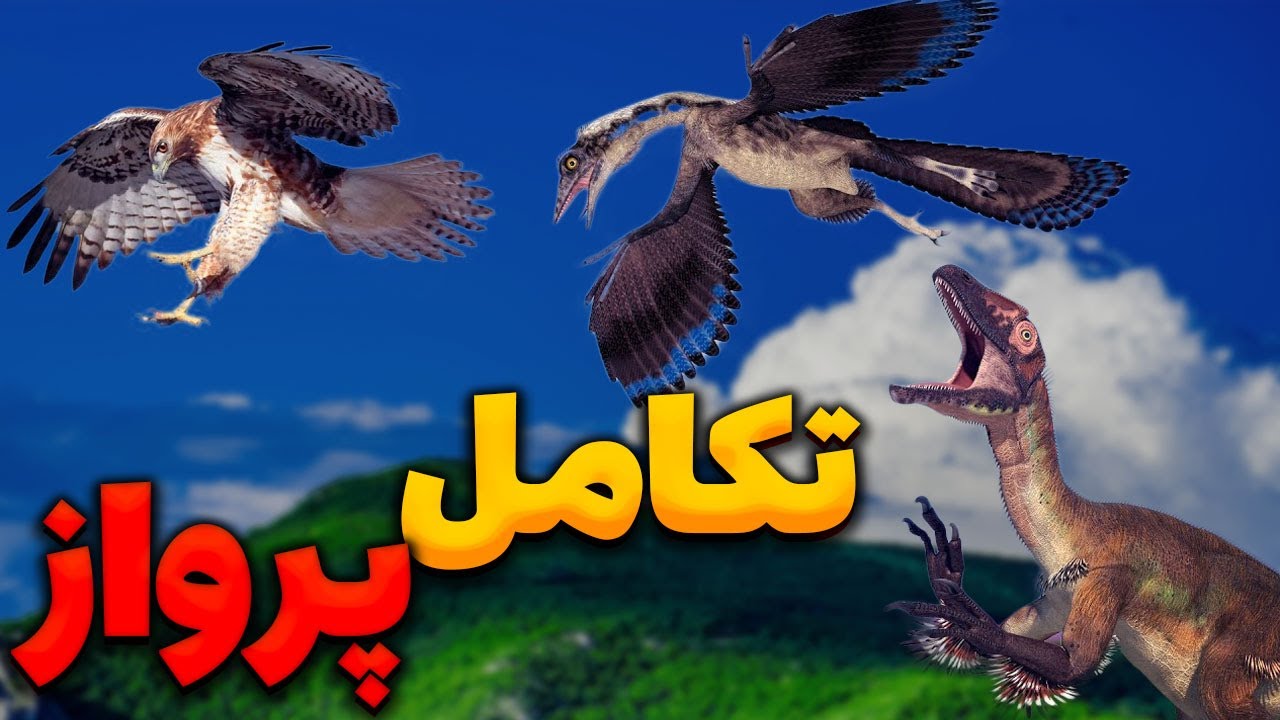 کدام جاندار اولین بار پرواز کرد؟ چرا و چطوری فرگشت کرد؟