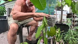 Transplanting more Japanese Quince into larger containers for grafting.