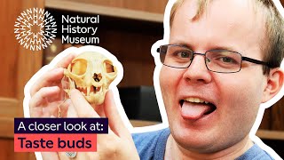 Can animals taste? | A closer look at taste buds @NaturalHistoryMuseum