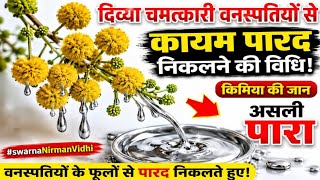 दिव्या चमत्कारी वनस्पतियों से कायम पारद निकलने की विधि! किमिया की जान असली पारा #swarnaNirmanVidhi,