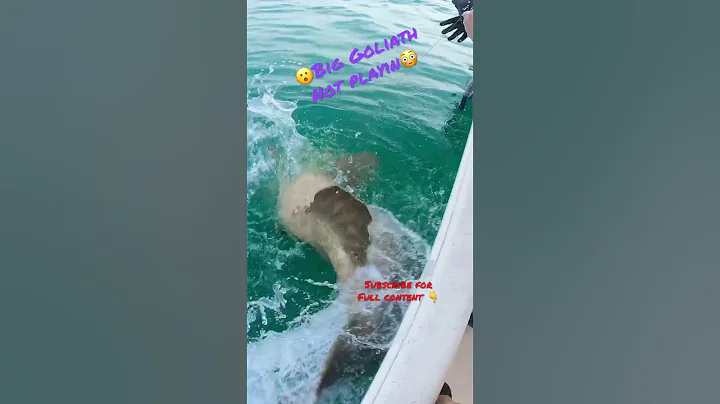 Angry Big Goliath Grouper #goliathgrouper #shorts @saltwaterspoiled