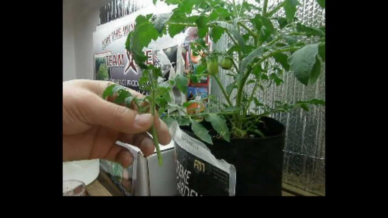 Xtreme-Gardening How to Clone with Azos.mp4