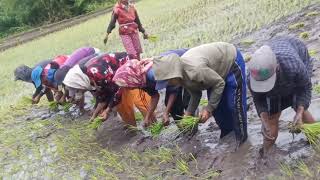 Download Lagu wuruwenya sawah MP3