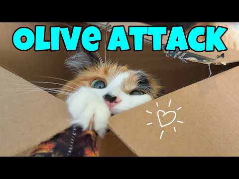 Attack Of The Olive: The Ultimate Kitty Cat Ambush 🧡🤍🖤