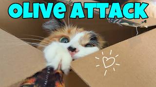Attack Of The Olive: The Ultimate Kitty Cat Ambush 🧡🤍🖤
