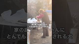 失敗だよ、おばあちゃん #犬 #トリマー #トイプードル #shorts