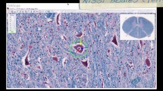 Histology Helper - Nervous System Histology