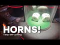 Bubble Craps:  See a horn, be a horn 📢