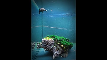 What is this video? #AlligatorSnappingTurtle #BigSnapper #TurtleDiary #Snakehead #shorts