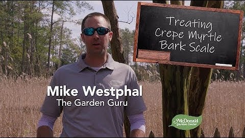 How to Treat Crepe Myrtle Bark Scale