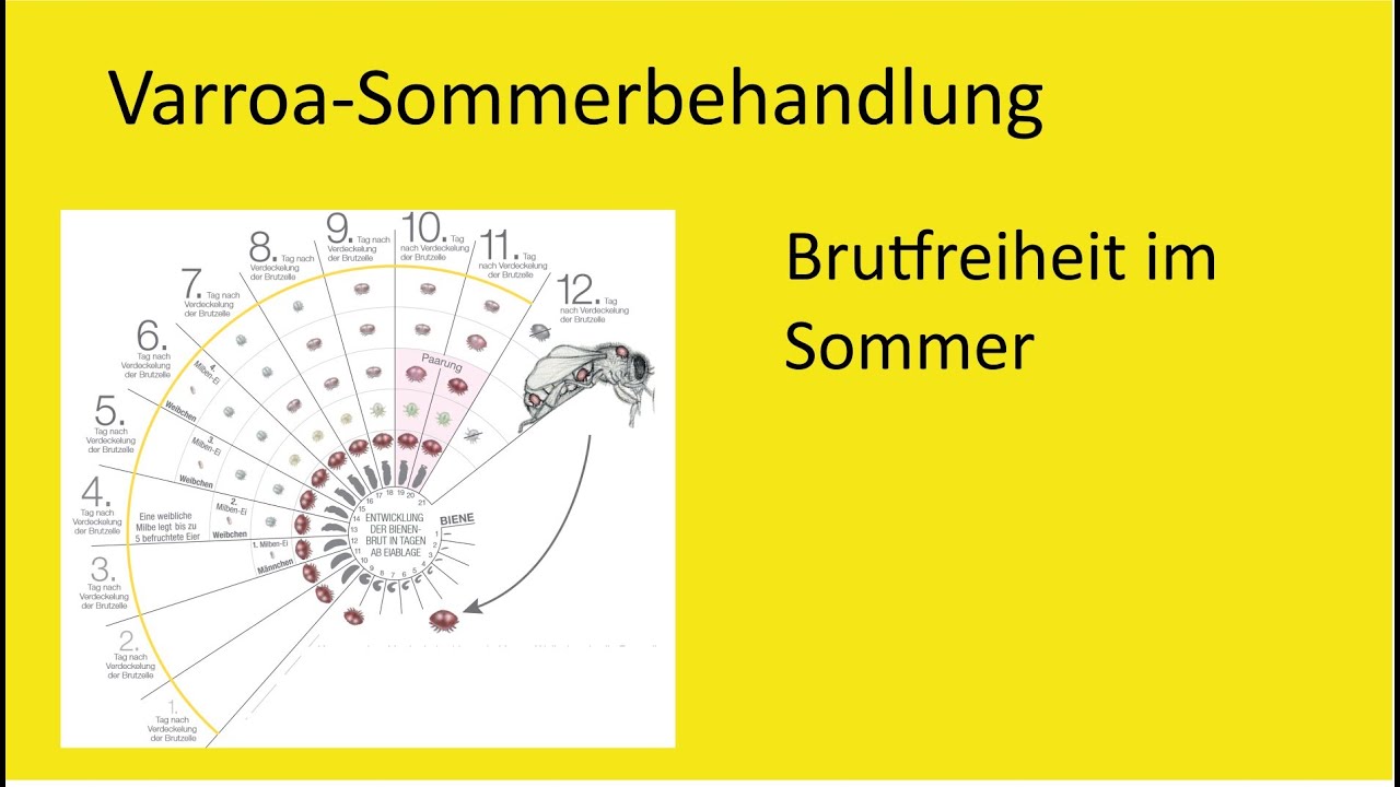 Brutfreie Varroabehandlung im Sommer