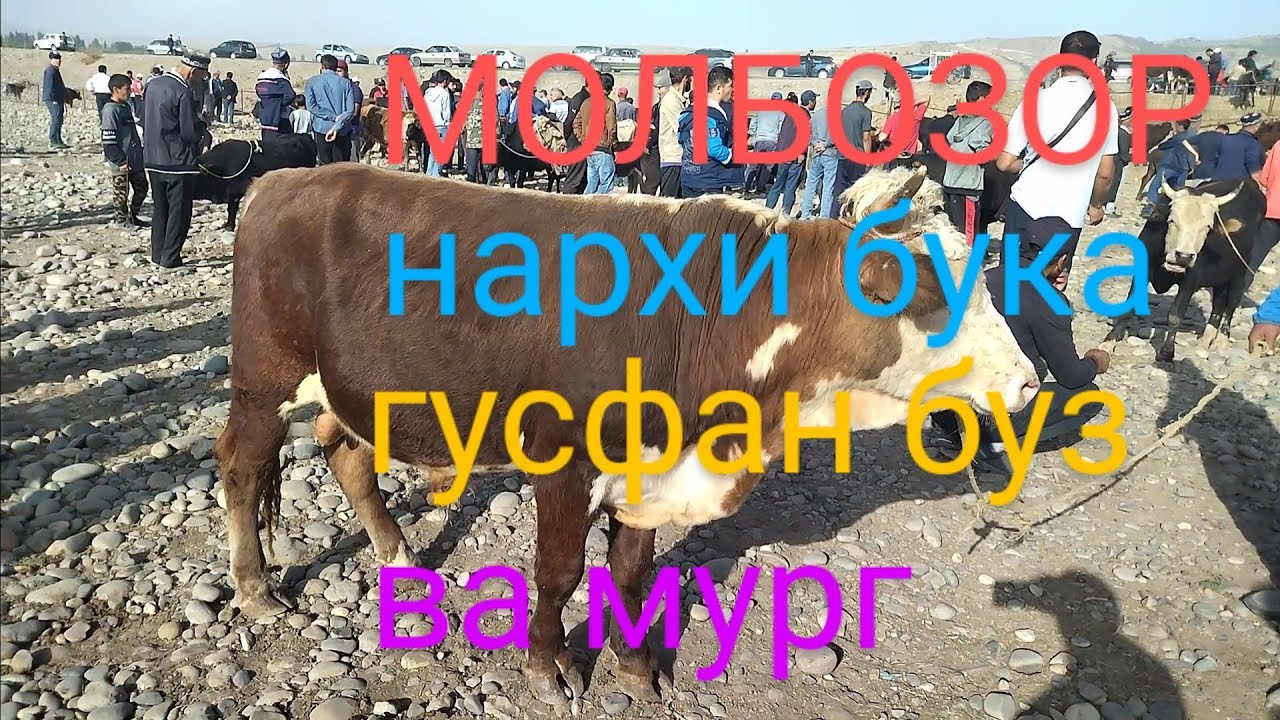 МОЛБОЗОРИ ХОВАЛИНГ 18.09.2022 сол ГОВ АРЗОНШИДАИ