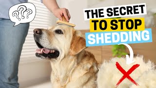 Why Do Labradors Shed So Much? (How to Manage It) by Labrador Care 1,870 views 3 months ago 2 minutes, 14 seconds