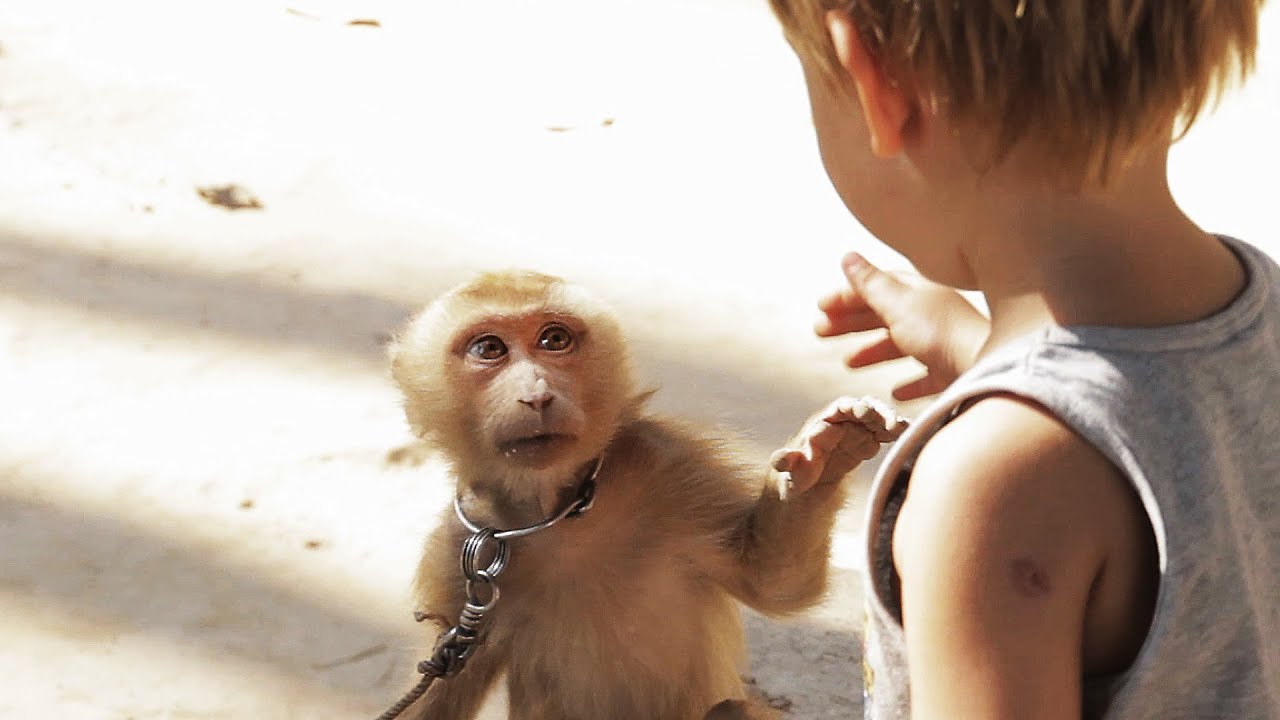 Empathetic Meeting - Monkey and Boy 