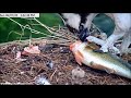 Dunrovin Ranch Osprey Video_2020-06-07_220259- Big Headless Fish
