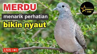 Perkutut Lokal Gacor Alam Bebas Suaranya Mengandung Umpan