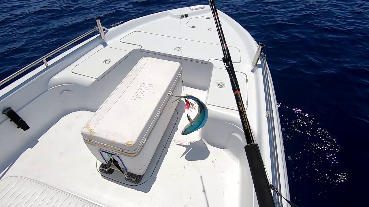 Dolphin Fishing in Jupiter, Florida 2019 YouTube