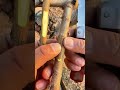 Want Grafting Success? Watch This Now #grafting #plants #garden #tree #mygarden #architecture #trees