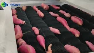 Sweet potato processing line